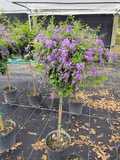 10" Duranta Sapphire Standard 
